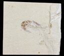 Cretaceous Fossil Shrimp - Lebanon #69990-1